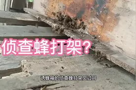 侦查蜂打架？一招收两窝视频封面