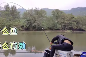 浮漂连续抖动扬竿中鱼，竿稍颤抖，弯腰遛鱼拉不回视频封面
