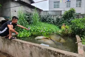 养在水池里的鲤鱼，翻白肚皮了，难道是缺氧死的？这是什么原因？视频封面