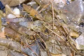 夜间去河边逮鱼摸虾，60一斤的河虾随便抓，直接抓到手软视频封面