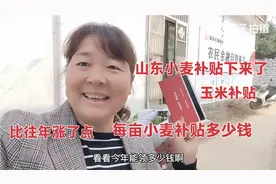 山东小麦补贴下来了，看看每亩地补贴多少钱？农村媳妇真高兴视频封面