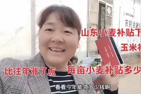 山东小麦补贴下来了，看看每亩地补贴多少钱？农村媳妇真高兴视频封面