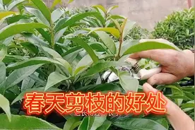 桂花树春天发出新芽长势旺盛过于长的须剪枝剪掉后有两大好处视频封面