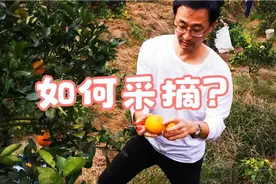 你知道如何采摘鲜新的橙子吗？橙子也有公、母之分，采摘也有讲究视频封面