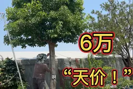 山东“天价”山里红甜山楂树，去年出价6万没舍得卖，真后悔死啦视频封面