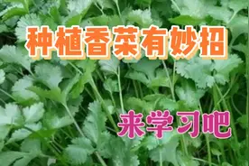 大叔教你怎样种植香菜，掌握这几步，香菜出苗快长势好视频封面
