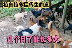 应粉丝要求，拍一下拉布拉多后代生的崽，五个月到底长多大了视频封面