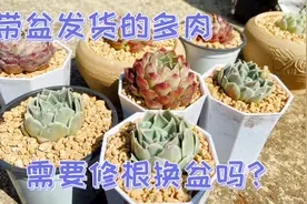 带带盆带土发回来的多肉你要这样做，才能更快发根！视频封面
