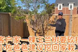 春色如画猴哥和两个王哥给客户挖树根，茁壮玉兰树买要几百块视频封面