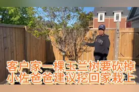 春色如画猴哥和两个王哥给客户挖树根，茁壮玉兰树买要几百块视频封面