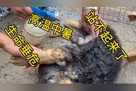 一只突然中暑的小德牧，生命垂危无法站立，幸好发现及时保住狗命视频封面
