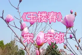 《玉楼春》宋祁。春日暖阳里的万紫千红视频封面