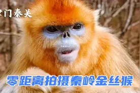 零距离拍摄秦岭金丝猴视频封面