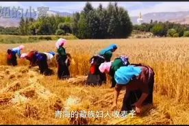 青海的藏族姑娘们收麦子