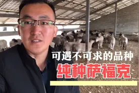 为什么萨福克如此受欢迎？难道只是因为炒种的原因吗？视频封面