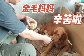 球球生产辛苦了，给狗妈妈吃点水果、羊奶补下身子