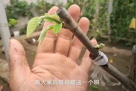 释迦果树嫁接成活接近100%怎么做到？1个小技巧起关键作用！视频封面