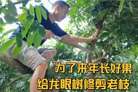 石硖龙眼摘完果，需要锯剪老枝这样才年年结果，龙哥今天也来修剪视频封面