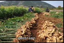 安丘大姜简介视频封面