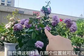 月季花群开很简单（附详细操作与讲解）关键在于你舍不舍得一刀切视频封面