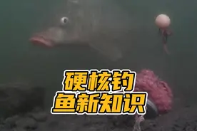 鱼水底游动时“贴地但不触地”，如此觅食姿态，对垂钓影响深远视频封面