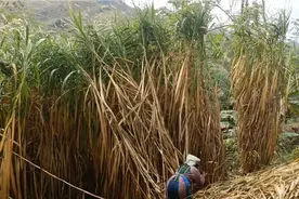 新型皇竹草，种在大树底下长势惊人，一颗六七米高，亩产30吨视频封面