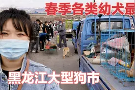 黑龙江东部最大狗市，30块钱就能买到一条小笨狗，聪明又伶俐