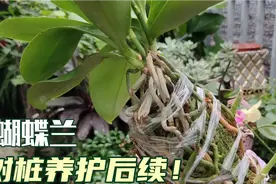 蝴蝶兰树桩种植根系如何，有惊有喜，树桩发芽能否变成活桩？视频封面