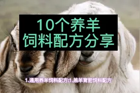 10个养羊饲料配方视频封面
