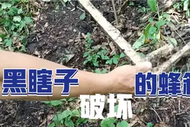 实拍深山里的山蜂蜜实在是太好了！连黑瞎子也来吃蜜，味道好极啦视频封面