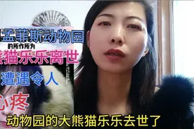 美国孟菲斯动物园大熊猫乐乐离世，遭遇令人心疼视频封面