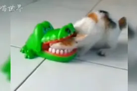拥有一只傻猫是怎样的体验？视频封面