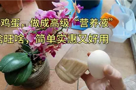 5毛钱一个蛋，做成一瓶高级“营养液”，啥花都能浇，简单又实惠视频封面