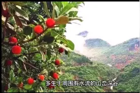 杨梅有生津止渴、健脾开胃之功效,还可防癌快看看吧视频封面