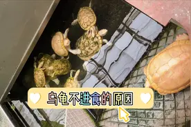 乌龟不进食的原因以及开食方法#乌龟 #科普