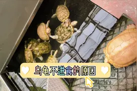 乌龟不进食的原因以及开食方法#乌龟 #科普视频封面