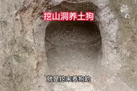 一条长500米的路，都挖这种山洞来养土狗，大家觉得怎么样？