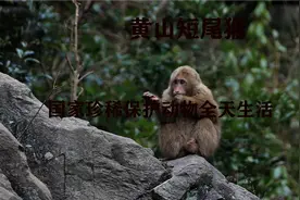 猴群也有制度？它们的生活如何？不止一个配偶？看我详细为你解答视频封面