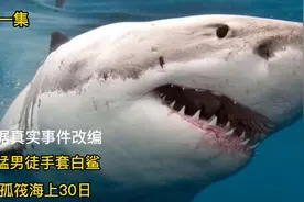 徒手擒拿大白鲨，这个男人无敌了！根据真实事件改编视频封面