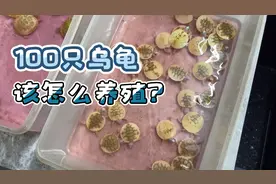 给你100个乌龟，你该怎么养殖呢？bengor来教你。视频封面