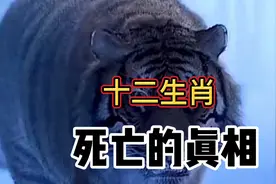 十二生肖死亡的真相