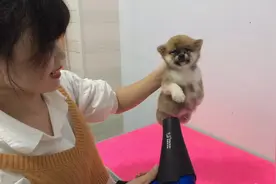 小柴犬第一次洗澡，吹风时竟然吓得嗷嗷直叫，结果却意想不到视频封面