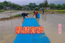 田间的艺术，机插机育秧全过程@今日头条视频封面