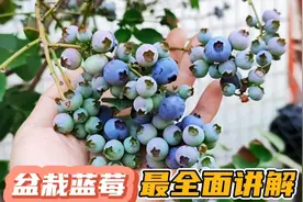 3分钟教会你在家种蓝莓，一年就可以结果，花青素满满营养又健康视频封面
