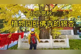 北京赏秋～金秋的植物园，卧佛寺里800年银杏树变得金黄，快来看
