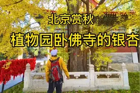 北京赏秋～金秋的植物园，卧佛寺里800年银杏树变得金黄，快来看