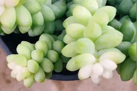 多肉玉坠这样扦插，生长旺盛，养护方法看看吧！视频封面