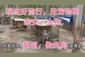 现在好流行，用宠物狗，和土狗杂交，繁殖，当肉狗，够大只够重量