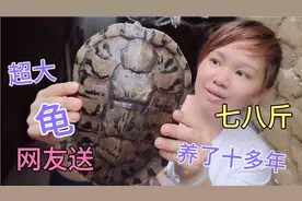 一只养了十多年的巴西龟老龟，超级大七八斤重，听说养龟会带好运