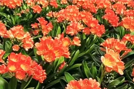 家庭养护君子兰之185/君子兰开什么颜色的花，它的花都有什么颜色视频封面